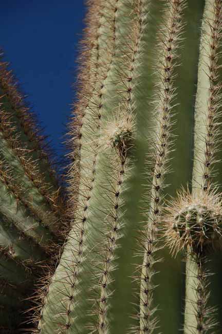 saguaro arm's beginning